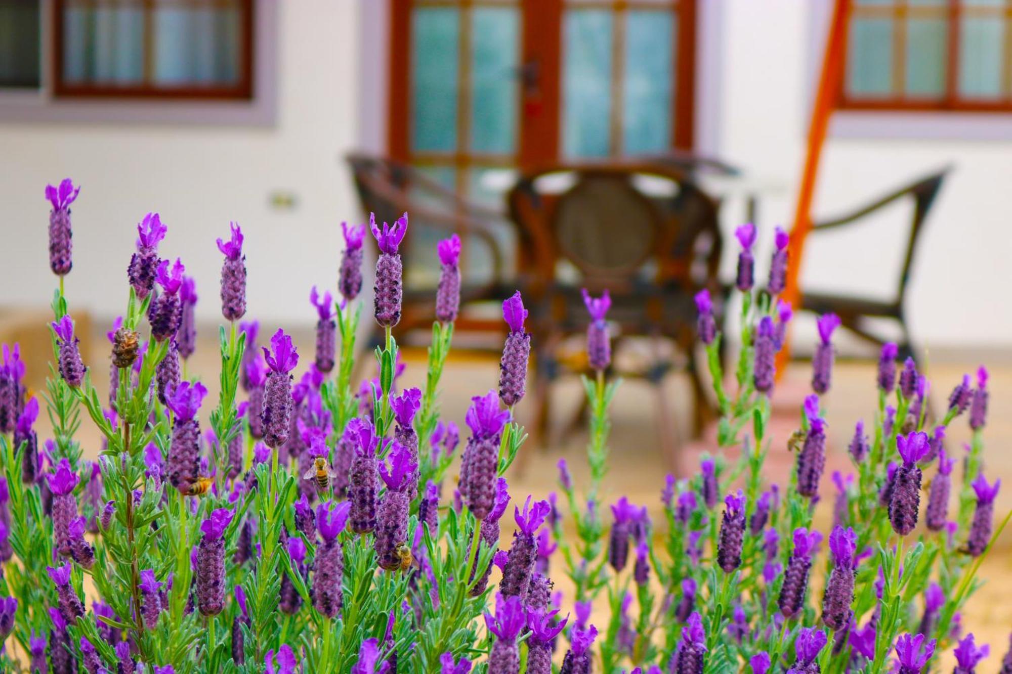 Hotel Boutique Solaz Bella Vista De Colchagua Santa Cruz Eksteriør bilde